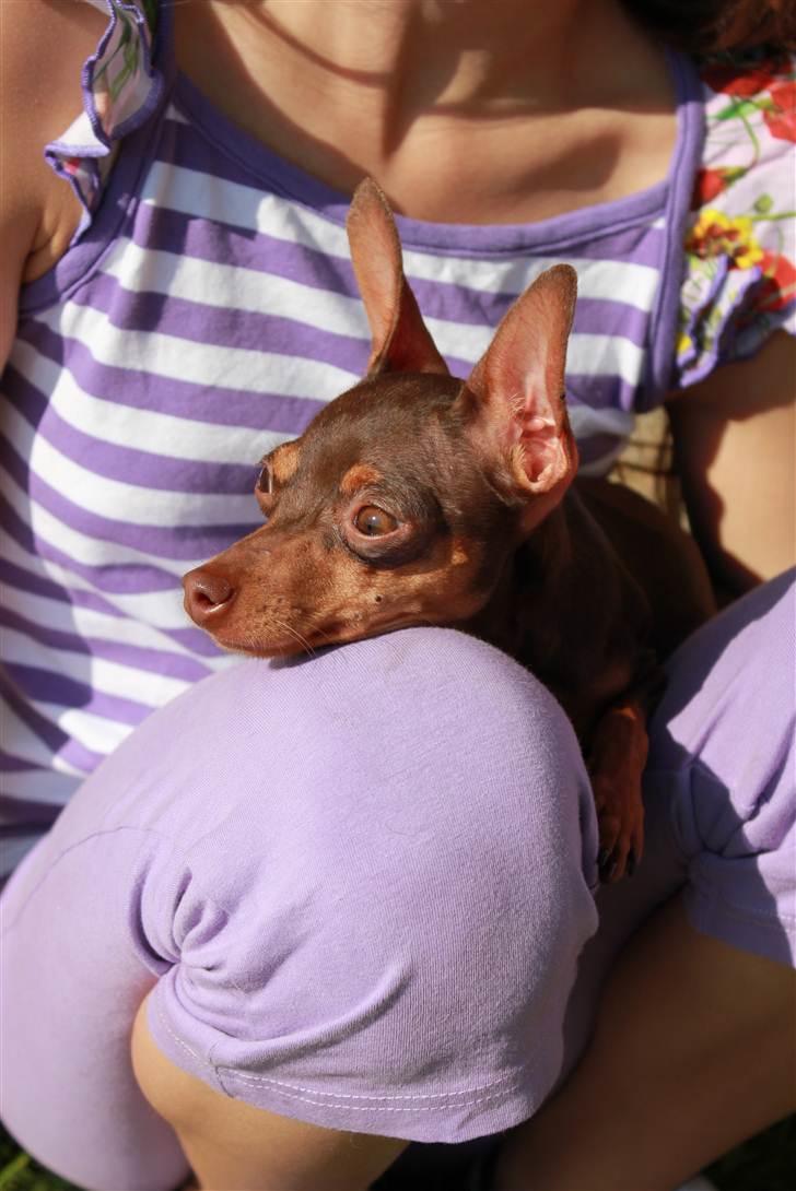 Prazsky krysarik Missy billede 19