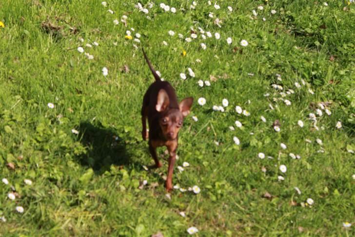 Prazsky krysarik Missy billede 20