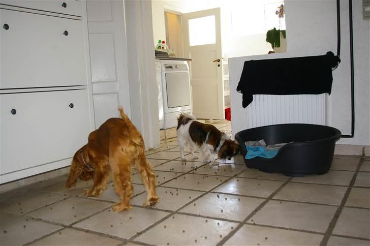 Cocker spaniel Balou - Nuser og Balou får morgenmad billede 14