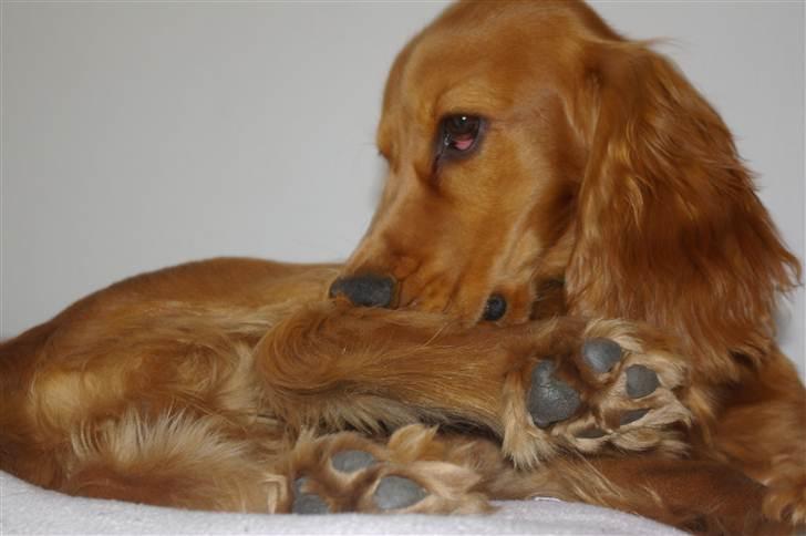 Cocker spaniel Balou billede 15