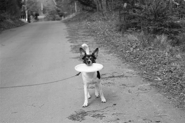 Blanding af racer Eddie billede 6