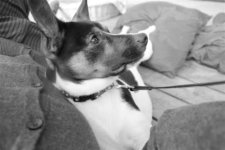 Blanding af racer Eddie billede 7