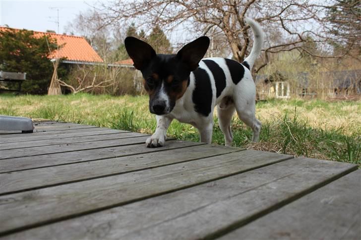 Blanding af racer Eddie billede 8