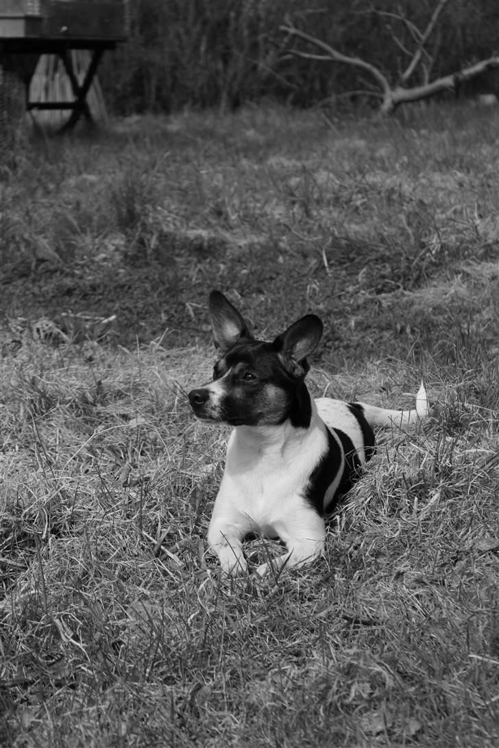 Blanding af racer Eddie billede 9