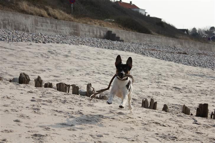 Blanding af racer Eddie billede 10