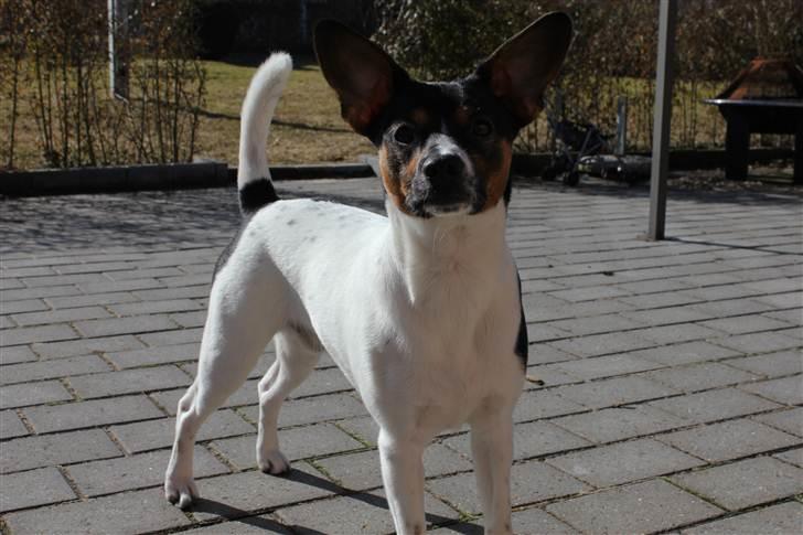 Blanding af racer Eddie billede 11