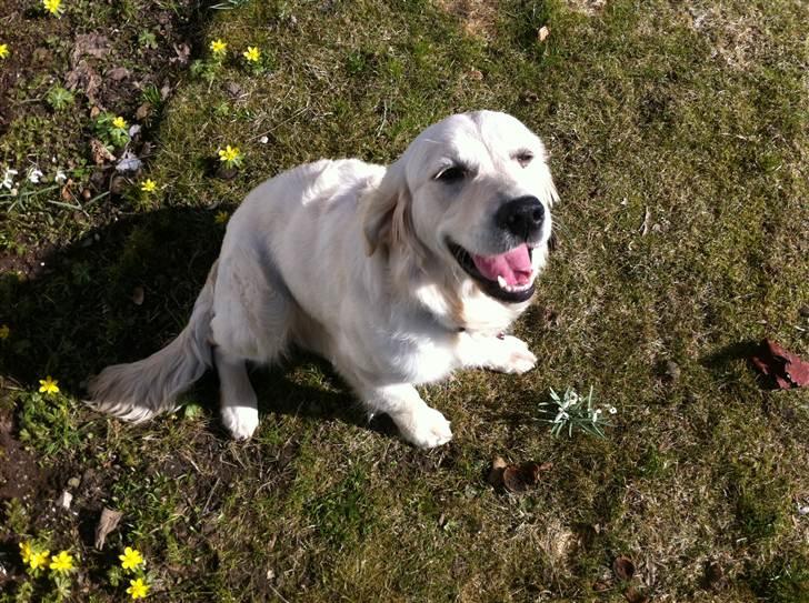 Golden retriever Summer - Uhh, første forårsdag! billede 1