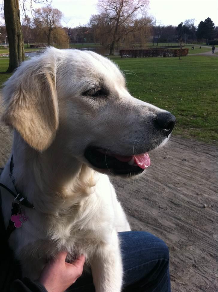 Golden retriever Summer billede 2