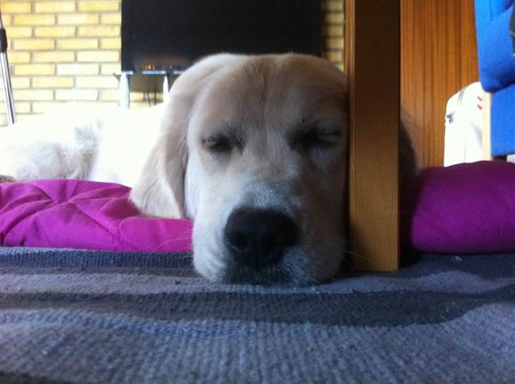 Golden retriever Summer - Træt kan man godt blive, når man har leget det meste af dagen billede 3