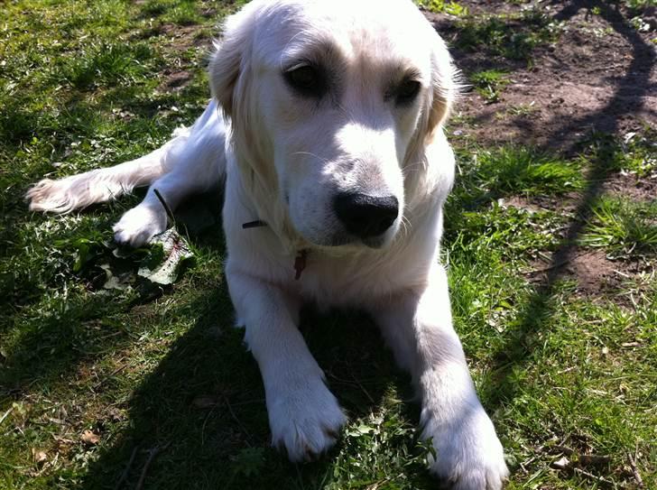 Golden retriever Summer billede 4