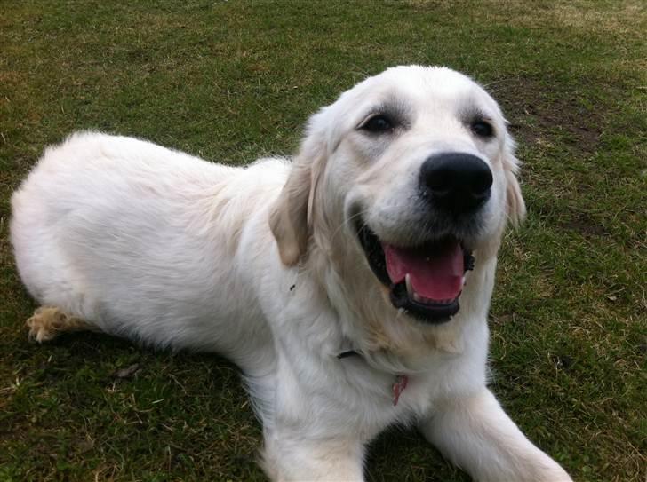 Golden retriever Summer billede 5