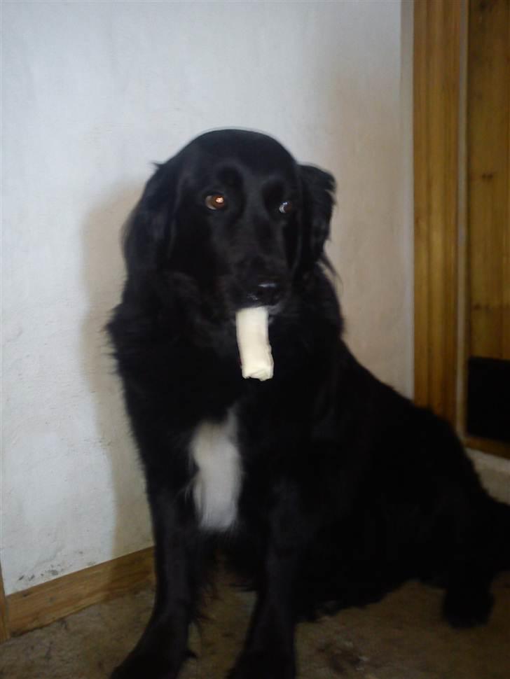 Blanding af racer Kiego - Dejligt kødben Ymmmm... billede 2