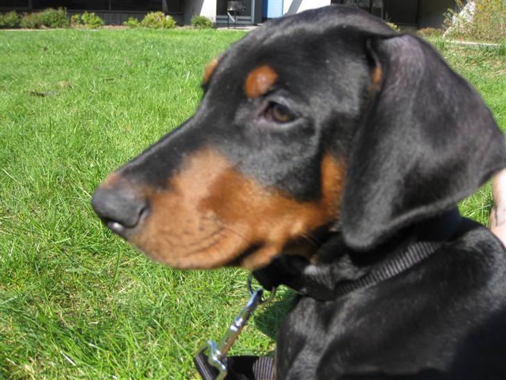 Dobermann Hannibal - Hannibal 9 uger billede 1