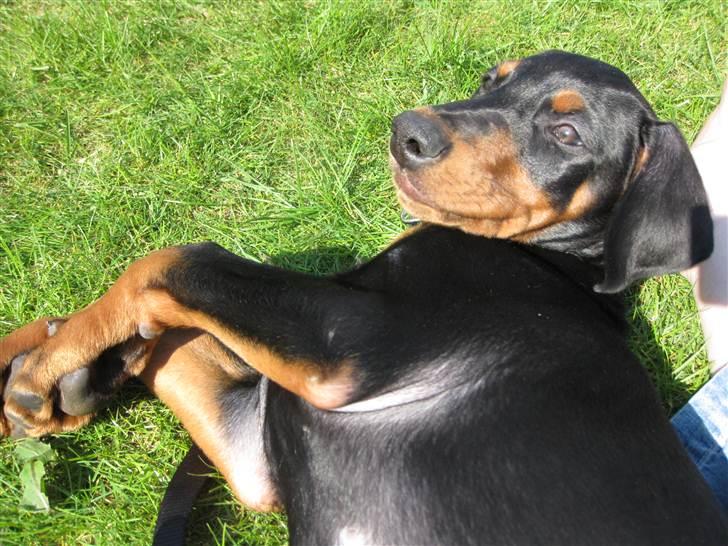 Dobermann Hannibal - Hannibal 9 uger billede 2