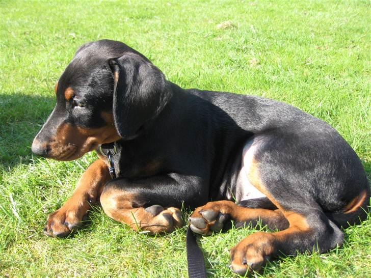 Dobermann Hannibal - Hannibal 9 uger billede 3