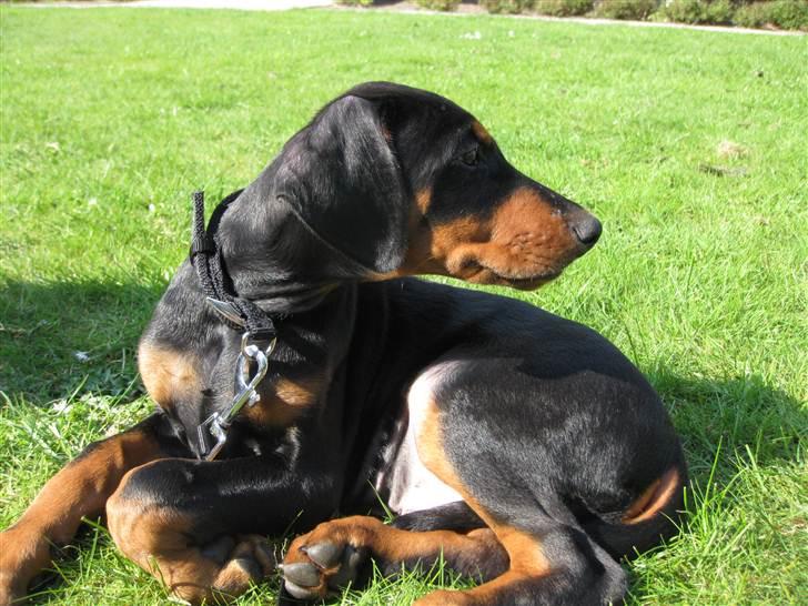 Dobermann Hannibal - Hannibal 9 uger billede 4