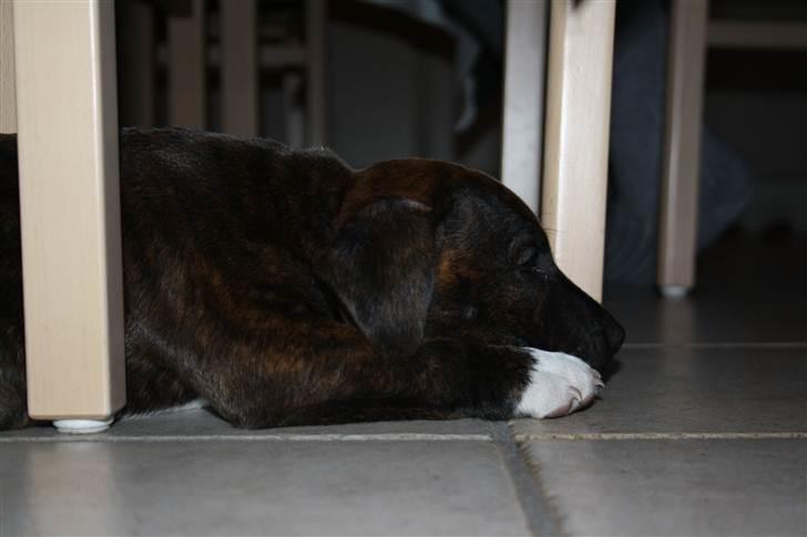 Blanding af racer Basse billede 10