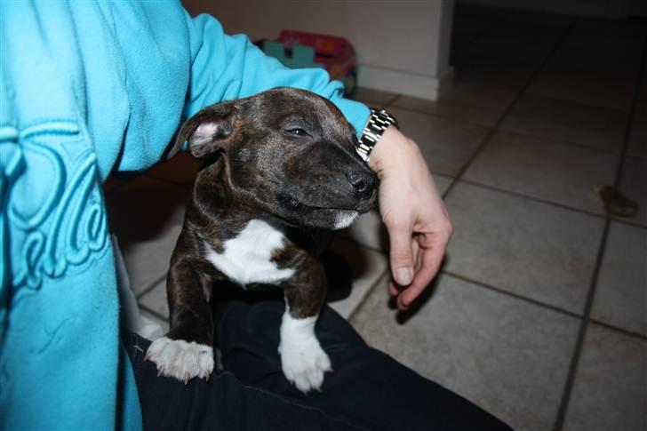 Blanding af racer Basse billede 11