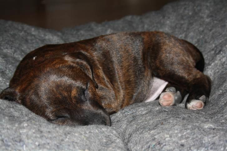 Blanding af racer Basse billede 12