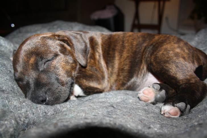 Blanding af racer Basse billede 13