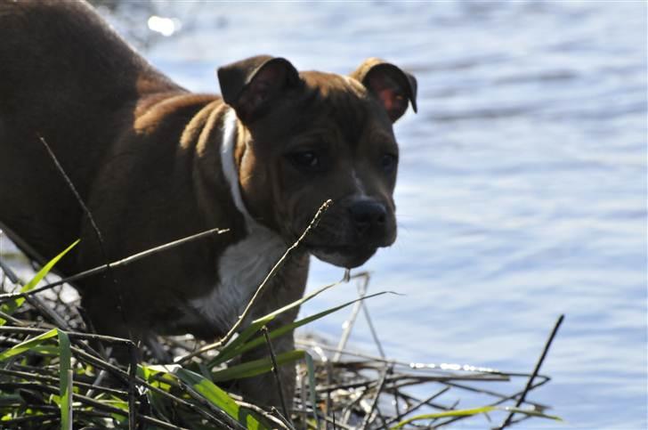 Staffordshire bull terrier Kato billede 15