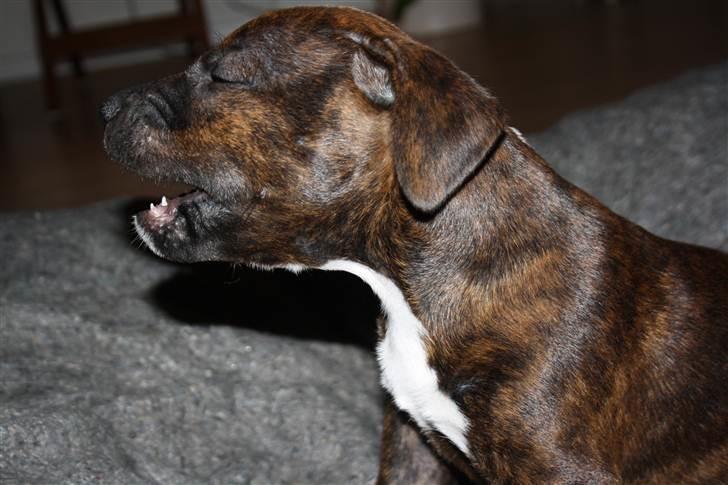 Blanding af racer Basse billede 14