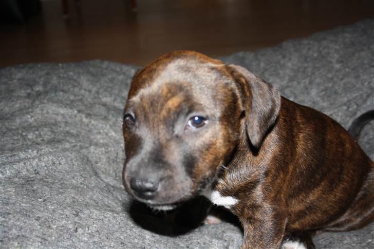 Blanding af racer Basse billede 15