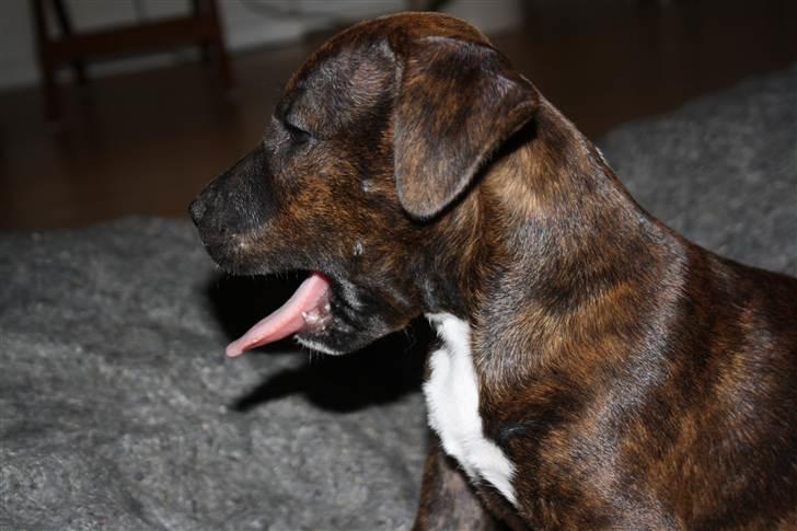 Blanding af racer Basse billede 16