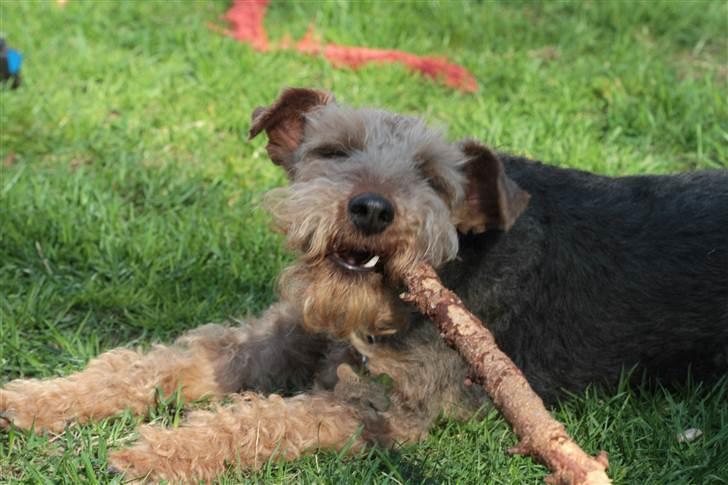 Welsh terrier Emma billede 13