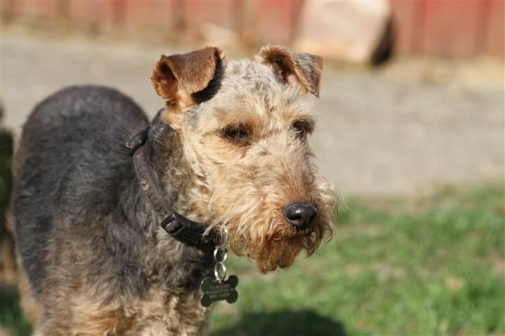 Welsh terrier Emma billede 2