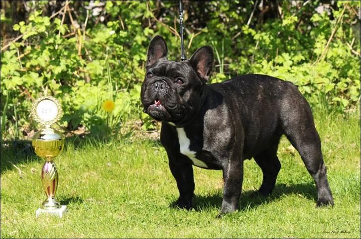 Fransk bulldog Rehab's Gyrinthe - Frederica 1. vinder af juniorklassen 2011 billede 17