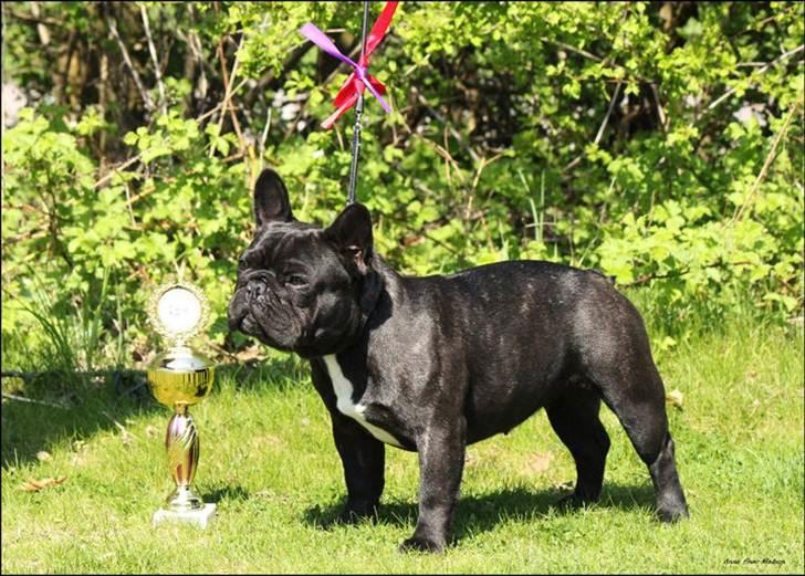 Fransk bulldog Rehab's Gyrinthe - Frederica 1. vinder af juniorklassen 2011 billede 18