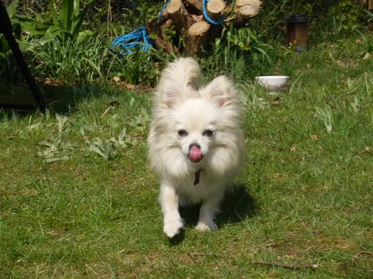 Blanding af racer pomeranian chihuahuaSnowi - Rækker tunge...en lille frækkert. billede 14