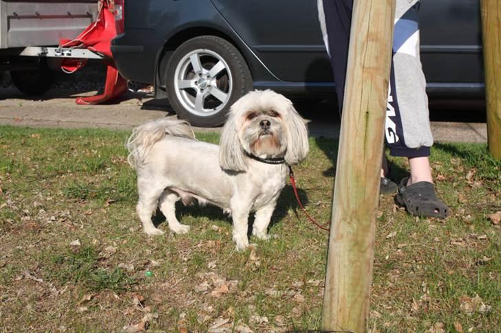 Lhasa apso '~'Emmi'~' 4 år - Er lige kommet hjem fra sommerhus her:O) billede 14