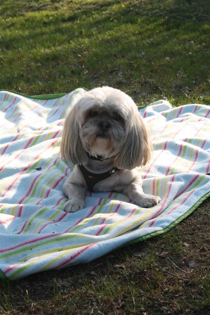 Lhasa apso '~'Emmi'~' 4 år - Nyder bare rigtig solen her:O) billede 15