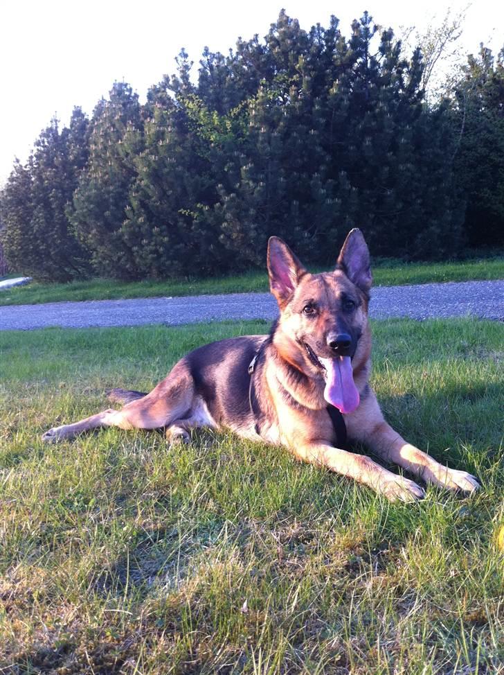 Schæferhund Neela *Himmelhund* billede 18