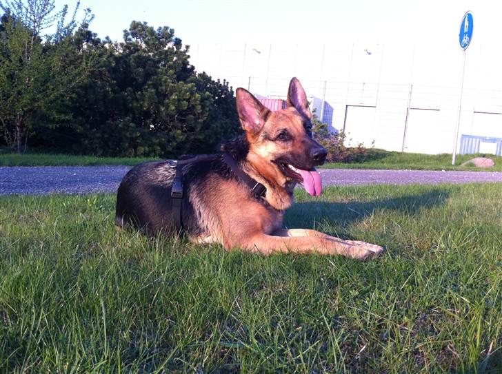 Schæferhund Neela *Himmelhund* billede 19