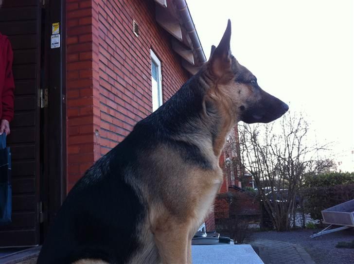 Schæferhund Neela *Himmelhund* billede 20