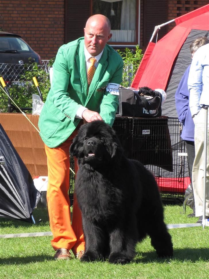 Newfoundlænder Hannibal (Cannon Bear's) - Hannbal 2. CERT, BIR og 2. BIG DKK Næstved april 2011 billede 20