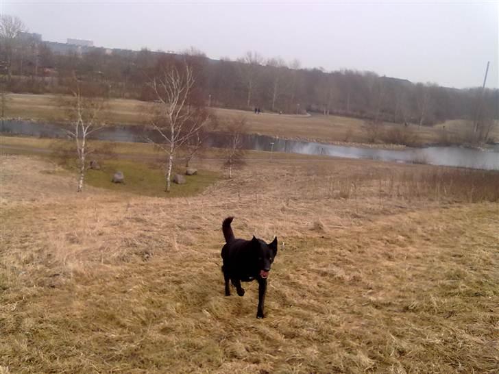 Blanding af racer Victor billede 13