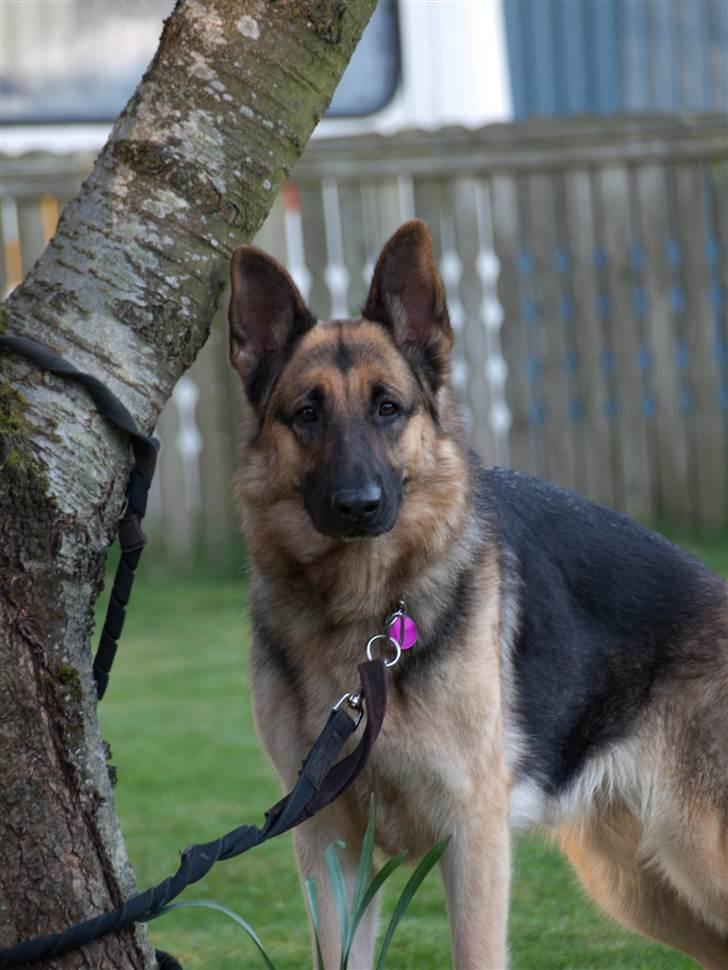 Schæferhund Tinka billede 6