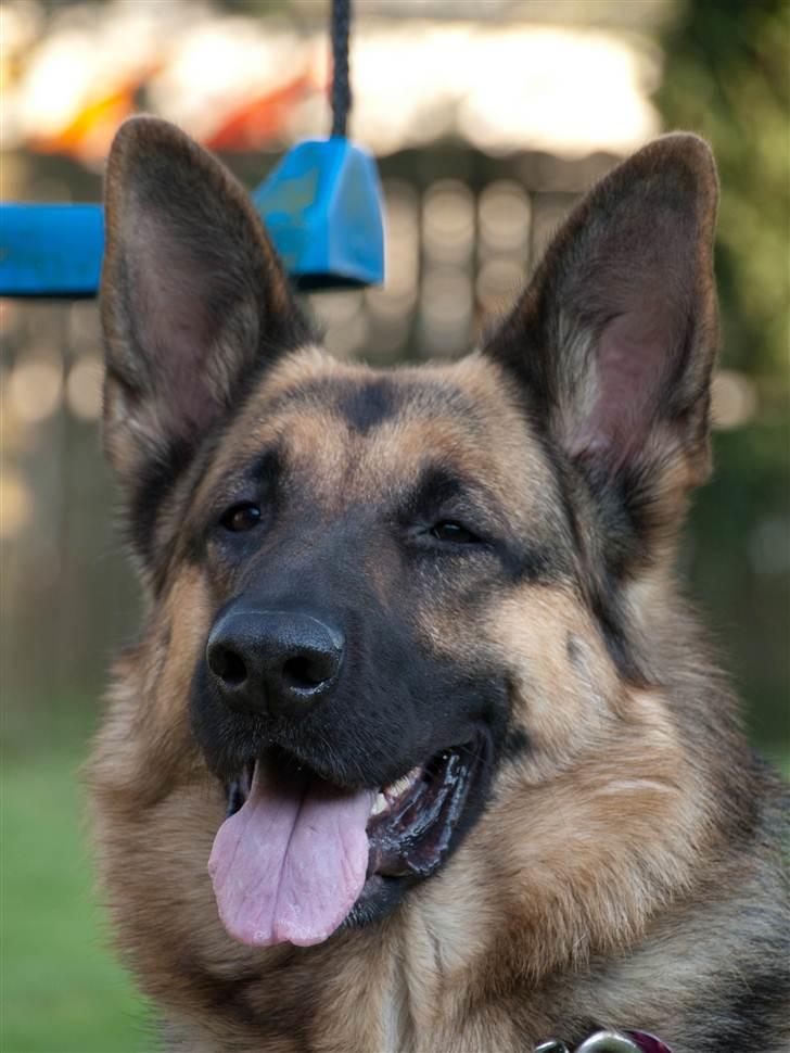 Schæferhund Tinka billede 7