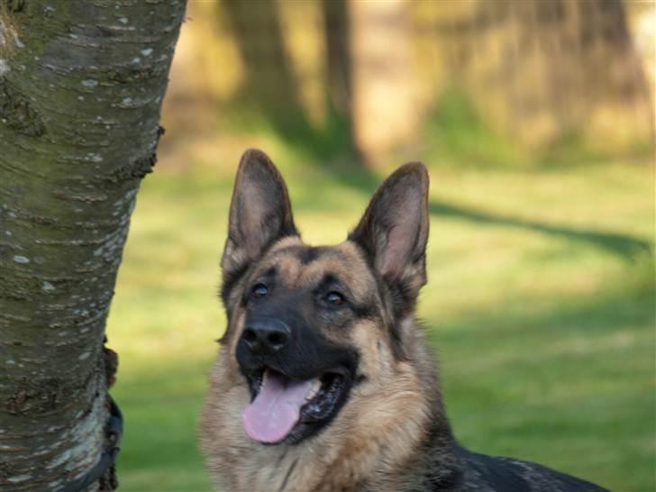 Schæferhund Tinka billede 8