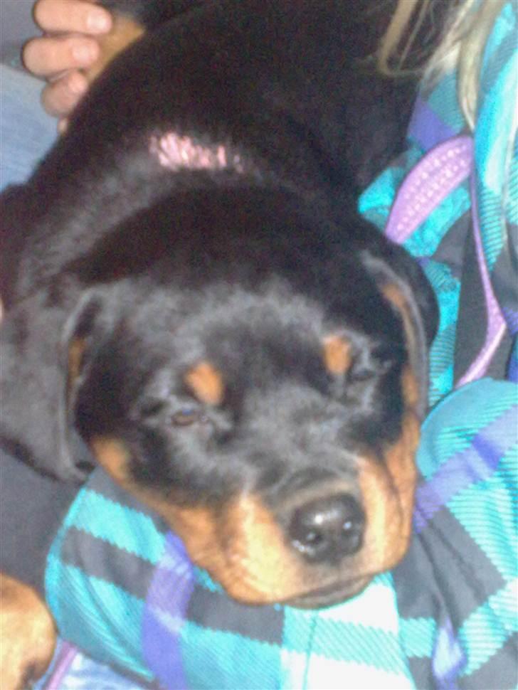 Rottweiler Von Hause Nomis Liva (RIP)  - Lille Liva flytter hjemmefra, det kan man godt blive lidt søvning af... billede 1