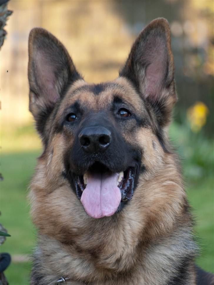 Schæferhund Tinka billede 9