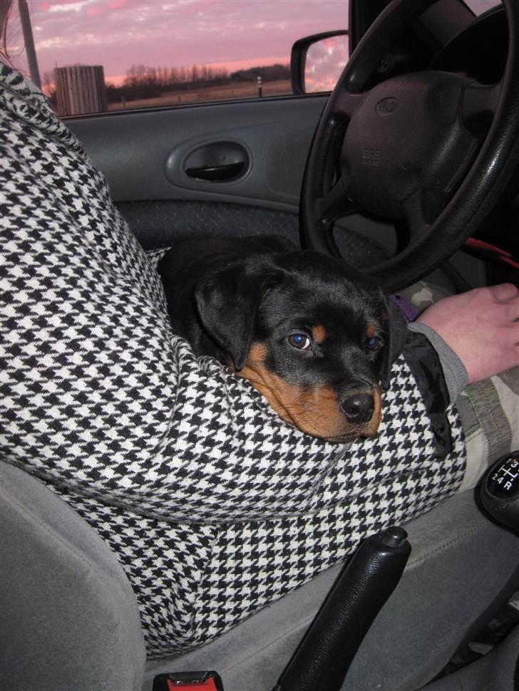 Rottweiler Von Hause Nomis Liva (RIP)  - Mens vi venter på færgen, kan man da lige prøve det andet skød af også... billede 2