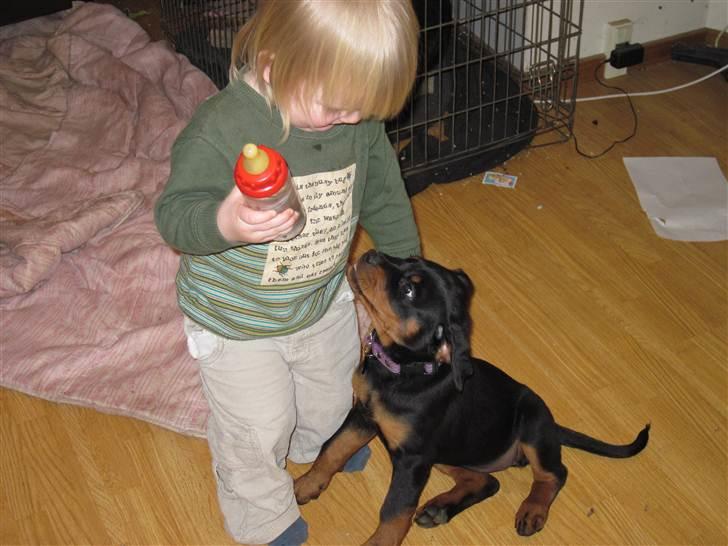 Rottweiler Von Hause Nomis Liva (RIP)  - Husstandens 2 yngste medlemmer.... Partners in crime er de! billede 3