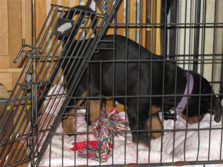 Rottweiler Von Hause Nomis Liva (RIP)  - Hvad er så det her for noget? Liva inspicere sit bur ;) billede 4