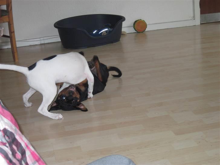 Rottweiler Von Hause Nomis Liva (RIP)  - Så er der dømt hvalpeleg! billede 5