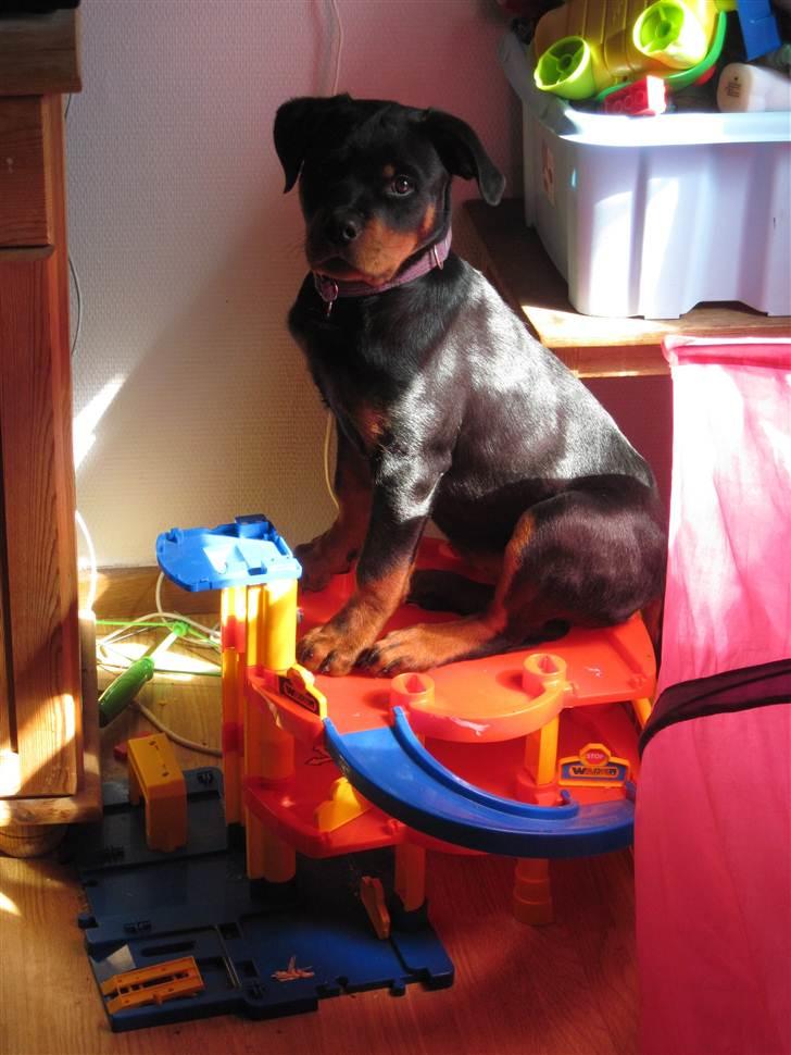 Rottweiler Von Hause Nomis Liva (RIP)  - Legetøj er til børn - Liva er en hvalp - Så selvfølgelig kan man bruge et garageanlæg som udkigspost! billede 6